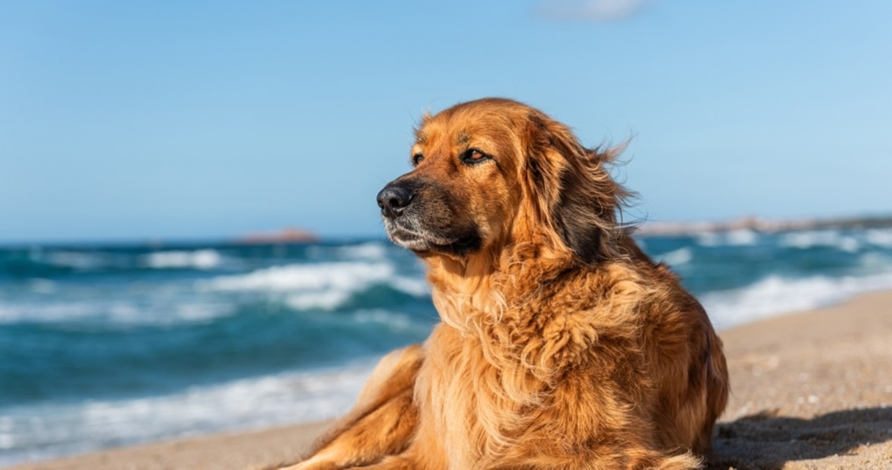 Pies na plaży? Mocny komentarz szefa mazurskich ratowników