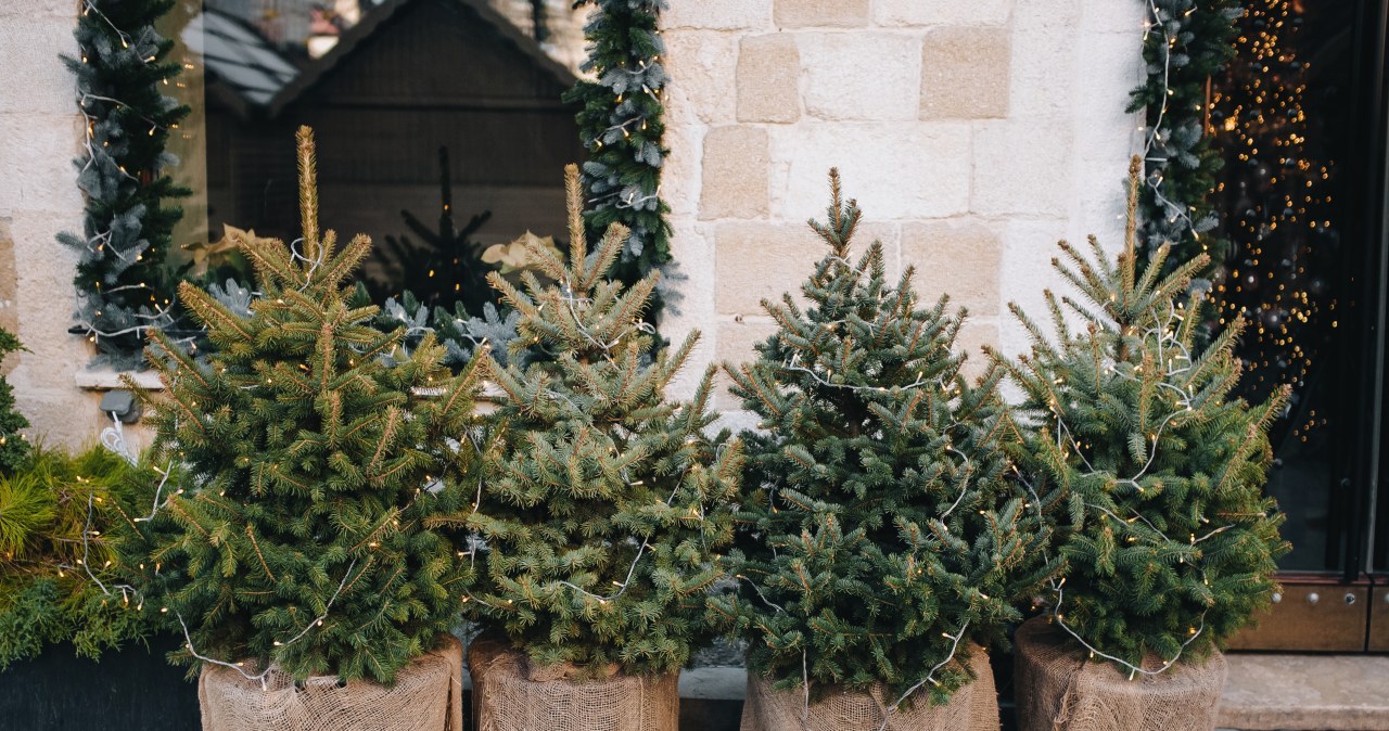 W Krakowie ruszyła akcja "Choinka". Sprawdź, gdzie oddać swoje drzewko