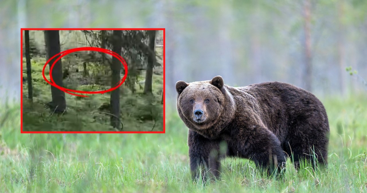 Niedźwiedź polował tuż przy szlaku do Morskiego Oka. Wideo przestrogą dla turystów