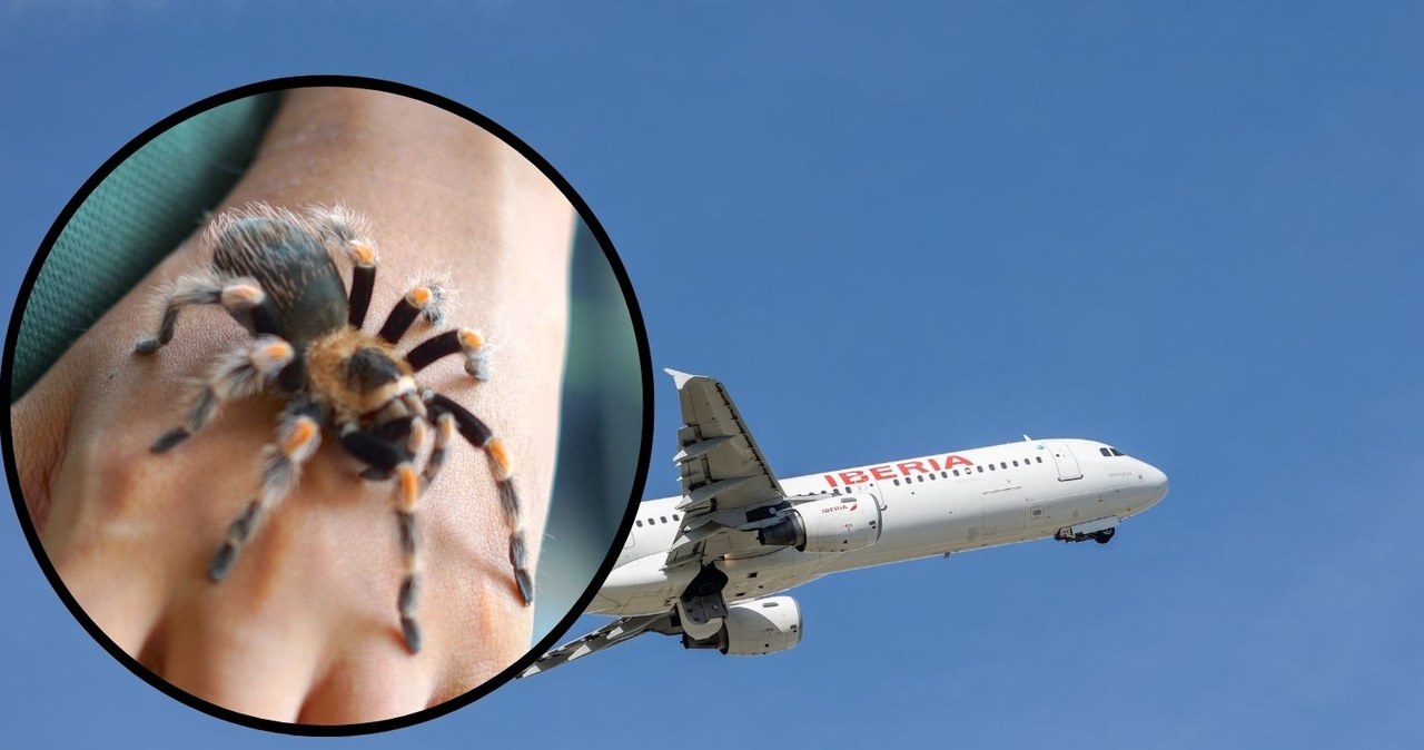 Tarantula ugryzła pilota. Dramat podczas lotu do Madrytu