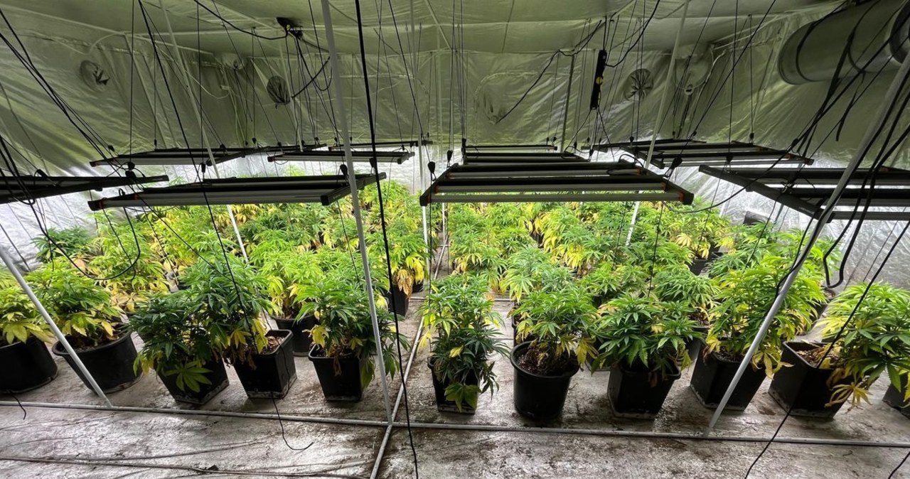 Kilkaset krzaków marihuany nie trafi na rynek. Policja likwiduje plantację