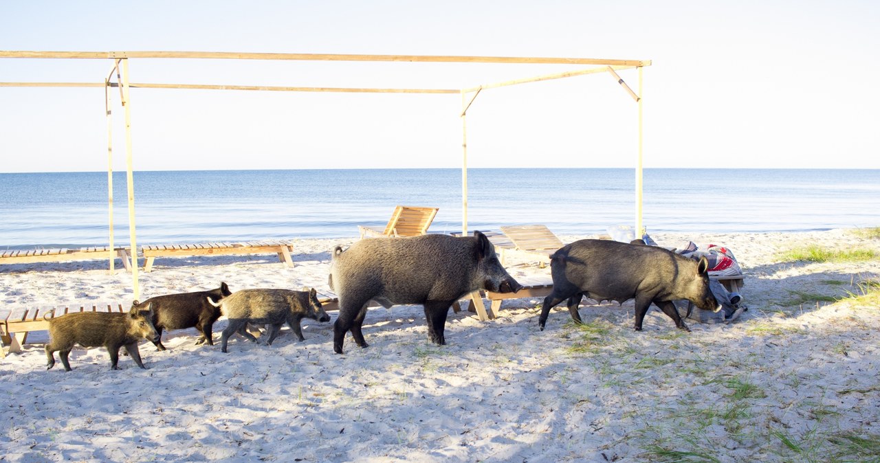 Dziki na plaży. Niecodzienne spotkania w Międzyzdrojach FILM