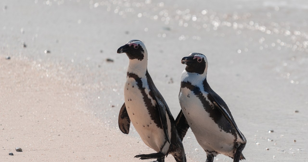 Ponad 60 tys. pingwinów afrykańskich zdechło z głodu