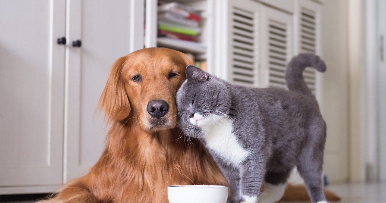 Nowy obowiązek dla właścicieli psów i kotów. Za zignorowanie go grozi 5 tys. zł grzywny