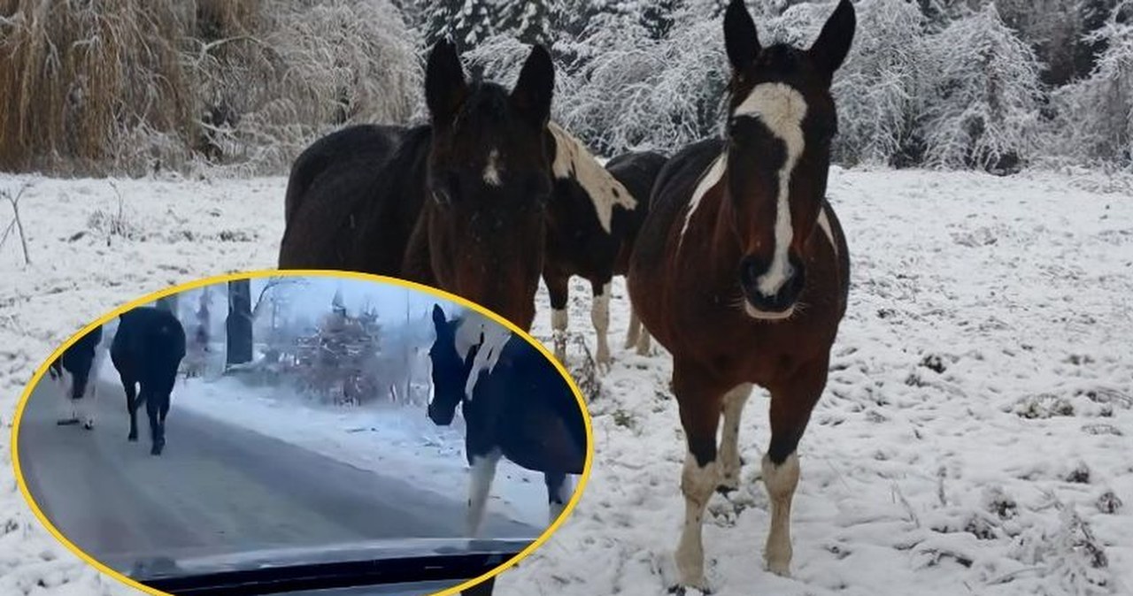 Konie na gigancie. Policja musiała interweniować na drodze