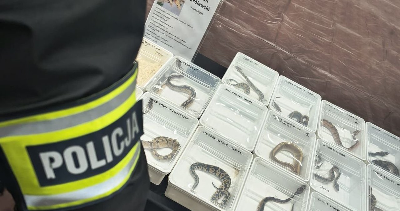 Tak chcieli oszukać klientów. W sprzedaży pytony, kameleony i żółwie błotne