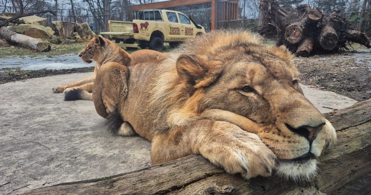 Tańsze bilety i koniec kolejek? Wrocławskie zoo wprowadza nowy system sprzedaży