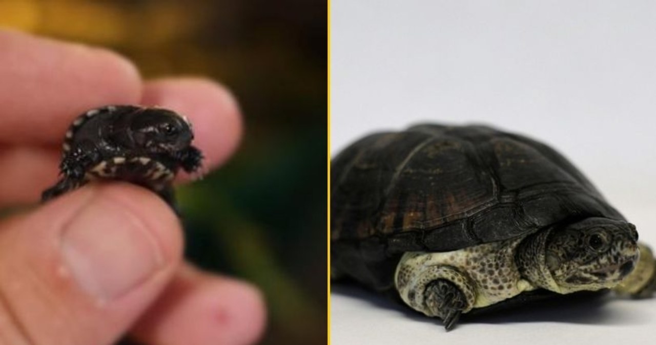 Historyczny sukces. Rzadki gatunek rozmnożony w Poznaniu