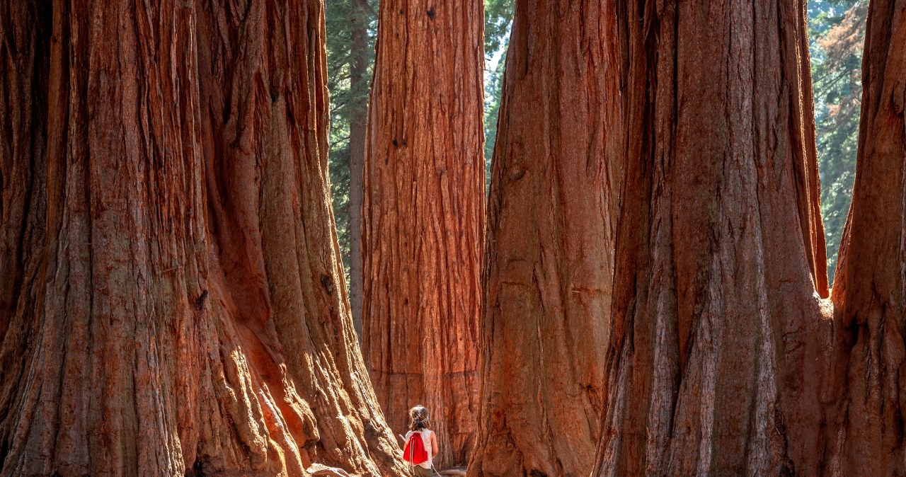 Oto gigant wśród drzew. Jak wypada przy nim polski rekordzista?