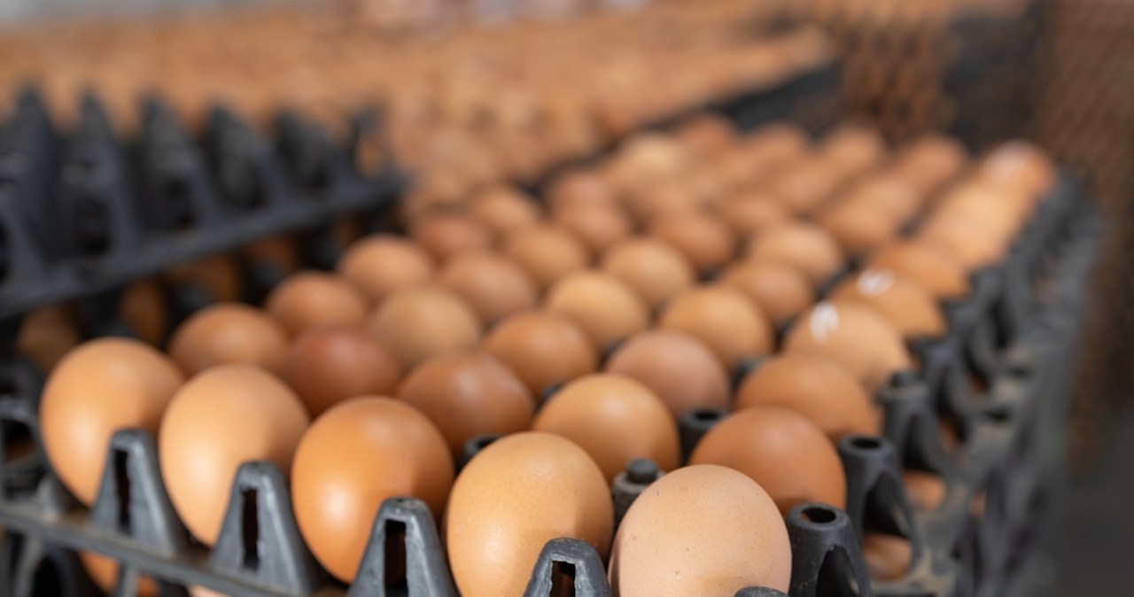 GIS ostrzega: Salmonella w partii jaj. Produkt wycofany ze sklepów