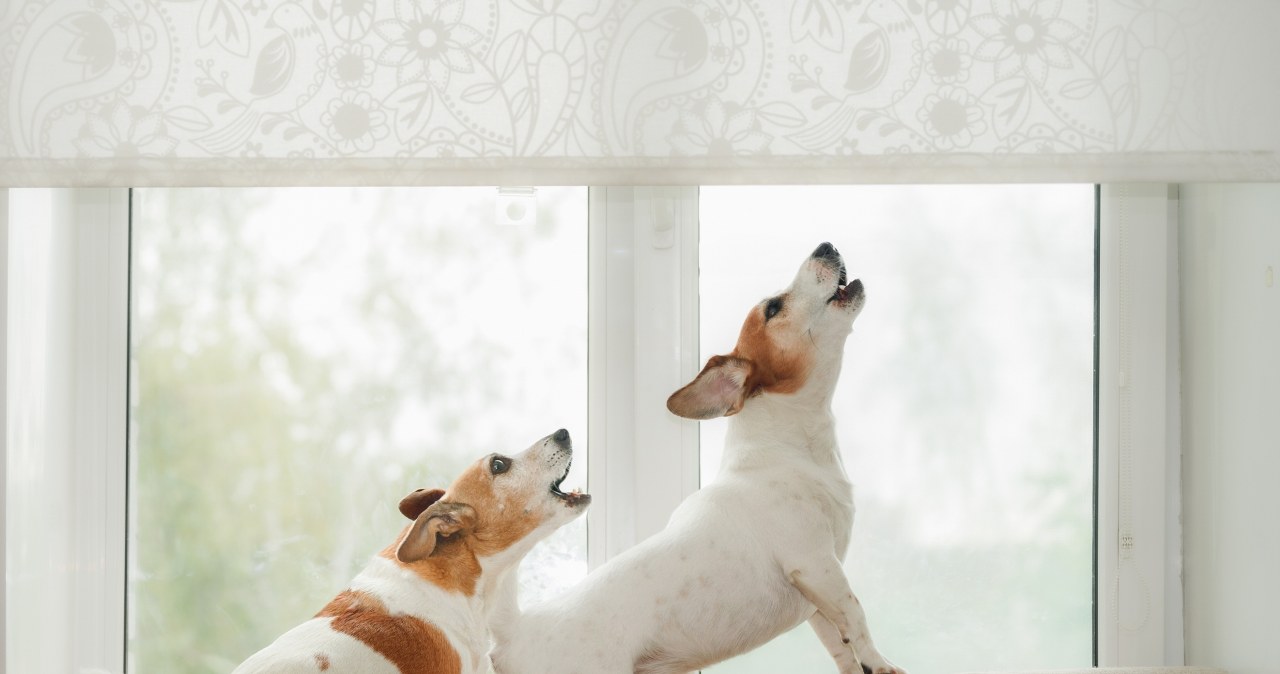 ​Uciążliwe szczekanie psów - szykują się zmiany w prawie. Co czeka właścicieli?