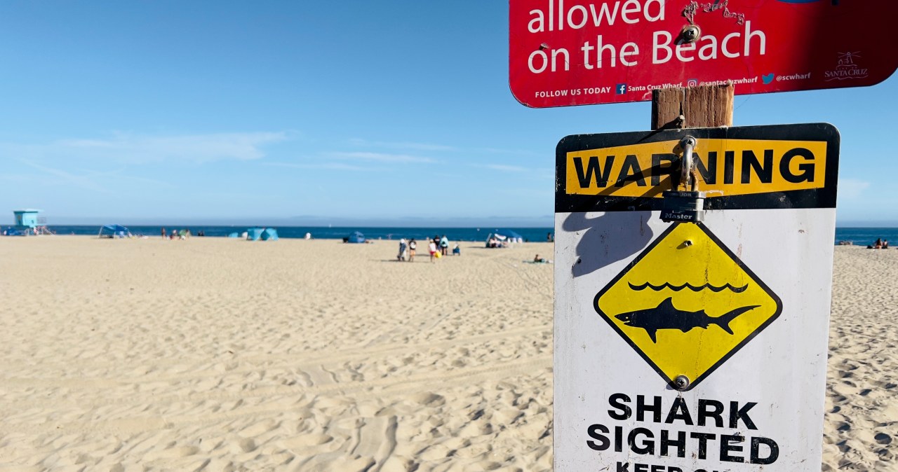 Atak rekina w Sydney. 12-latek zmarł w szpitalu