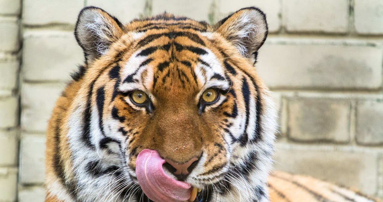 Oddaj niechciane zwierzę do zoo. Pożre je tygrys