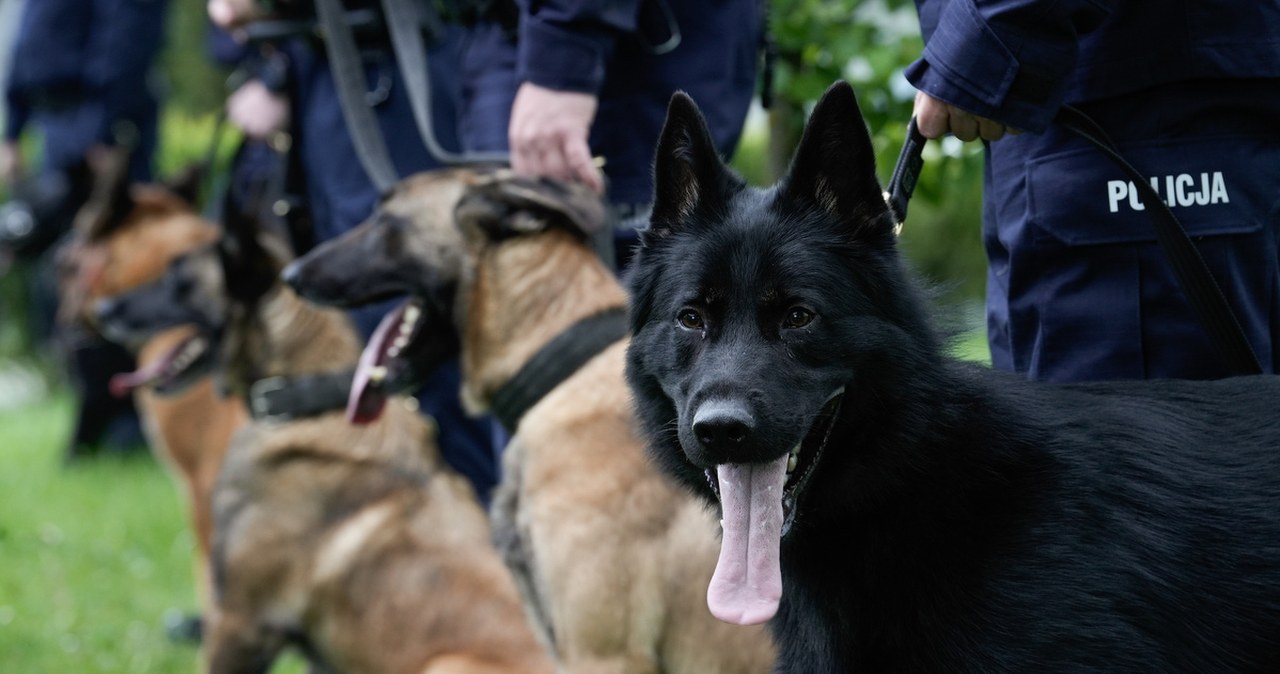 Cztery łapy na emeryturze. Policyjne psiaki przechodzą w stan spoczynku