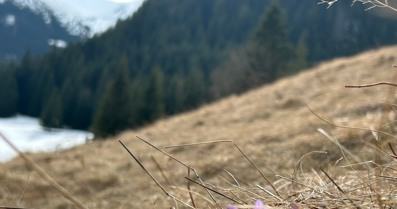 Dzień dobry, wiosno. Na Kalatówkach pojawiły się pierwsze krokusy