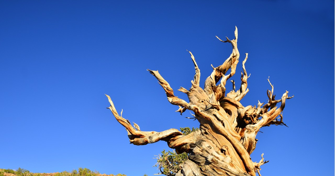 Najstarsze drzewo świata: Ile ma lat? Odpowiedź jest nieoczywista