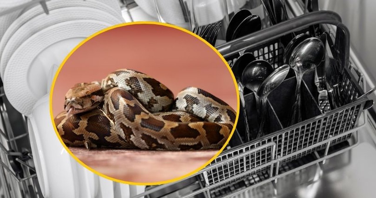 Nietypowa interwencja strażaków w Gdyni. Pyton tygrysi zaklinował się w zmywarce