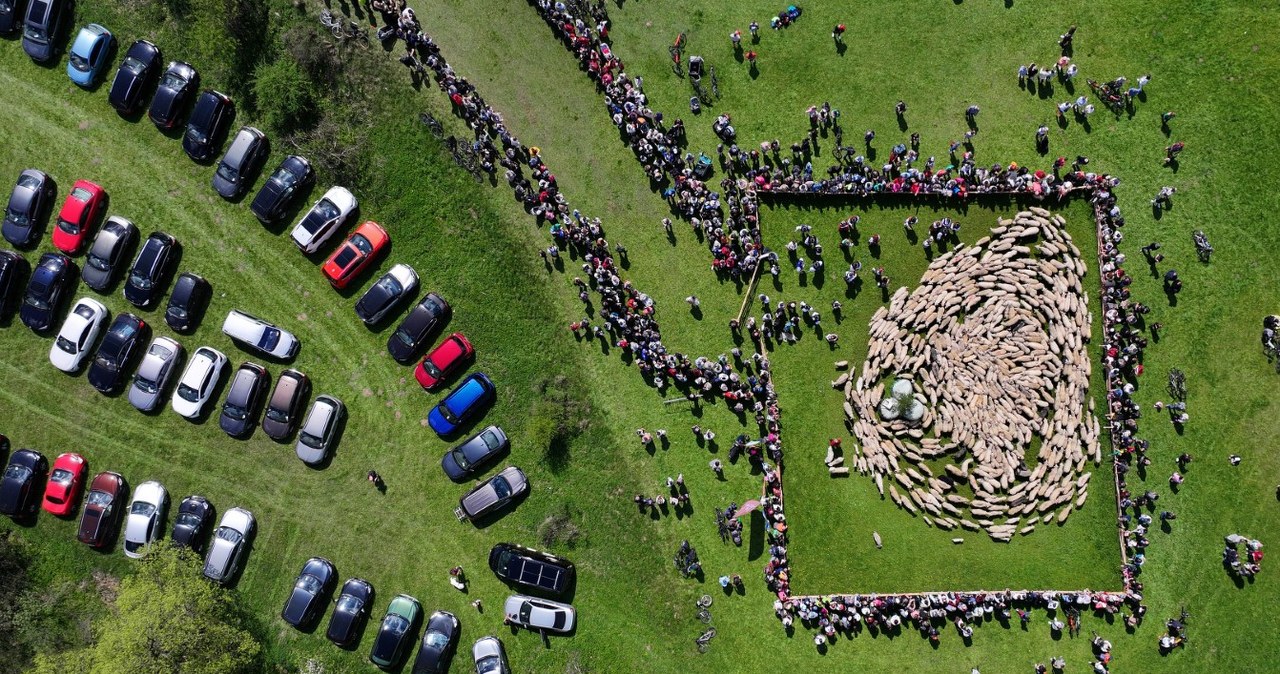 Redyk Wiosenny 2026 w Szczawnicy. Wyjątkowe święto w Pieninach