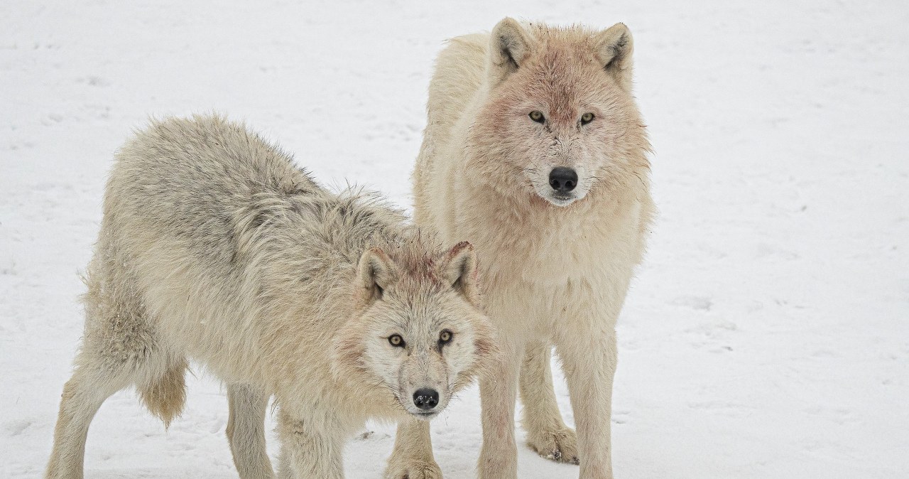Białe drapieżniki na wyciągnięcie ręki. Zobaczysz je w polskim ogrodzie