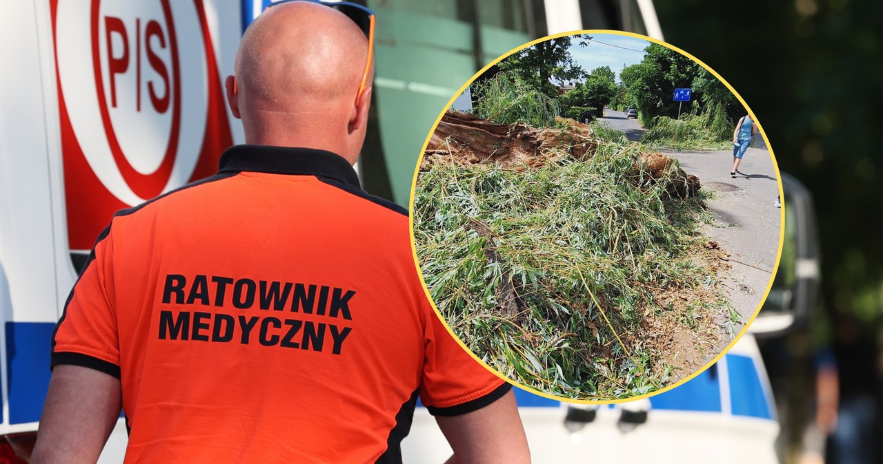 Wypadek we Wrocławiu. Drzewo runęło na dziecko