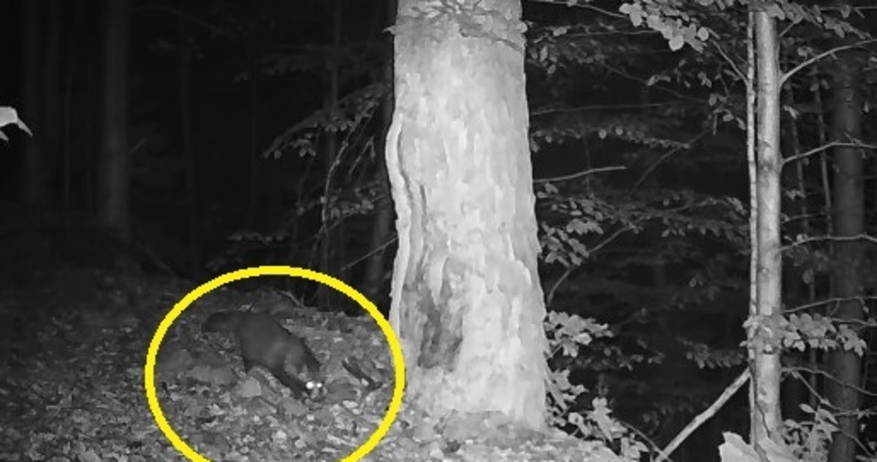 Nieproszony gość w Tatrach. Fotopułapka uchwyciła jenota FILM