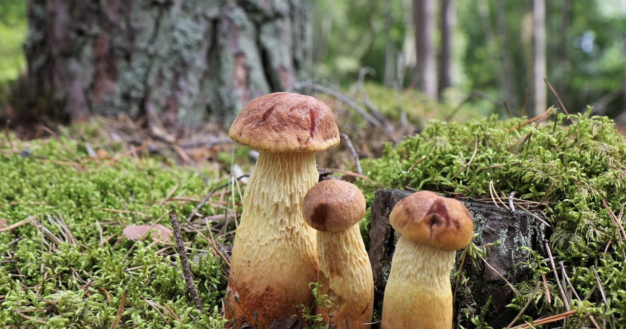 Grzyb z Ameryki podbija polskie lasy. Eksperci obawiają się jednego