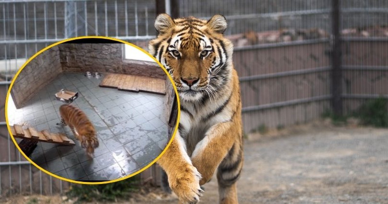 Tygrysica z wrocławskiego zoo gwiazdą internetu. Zdemolowała kamery NAGRANIE
