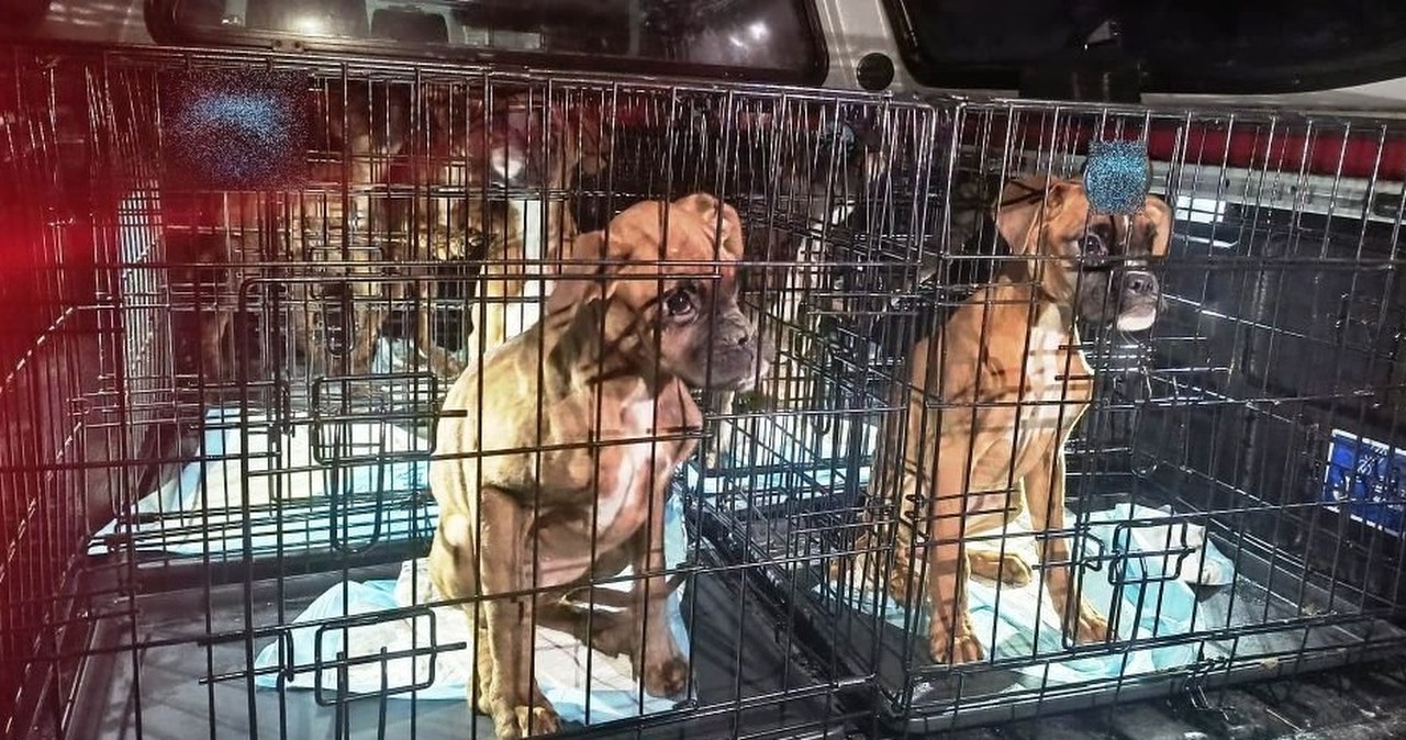 Martwe i zaniedbane psy w nielegalnej hodowli. Właściciel zatrzymany