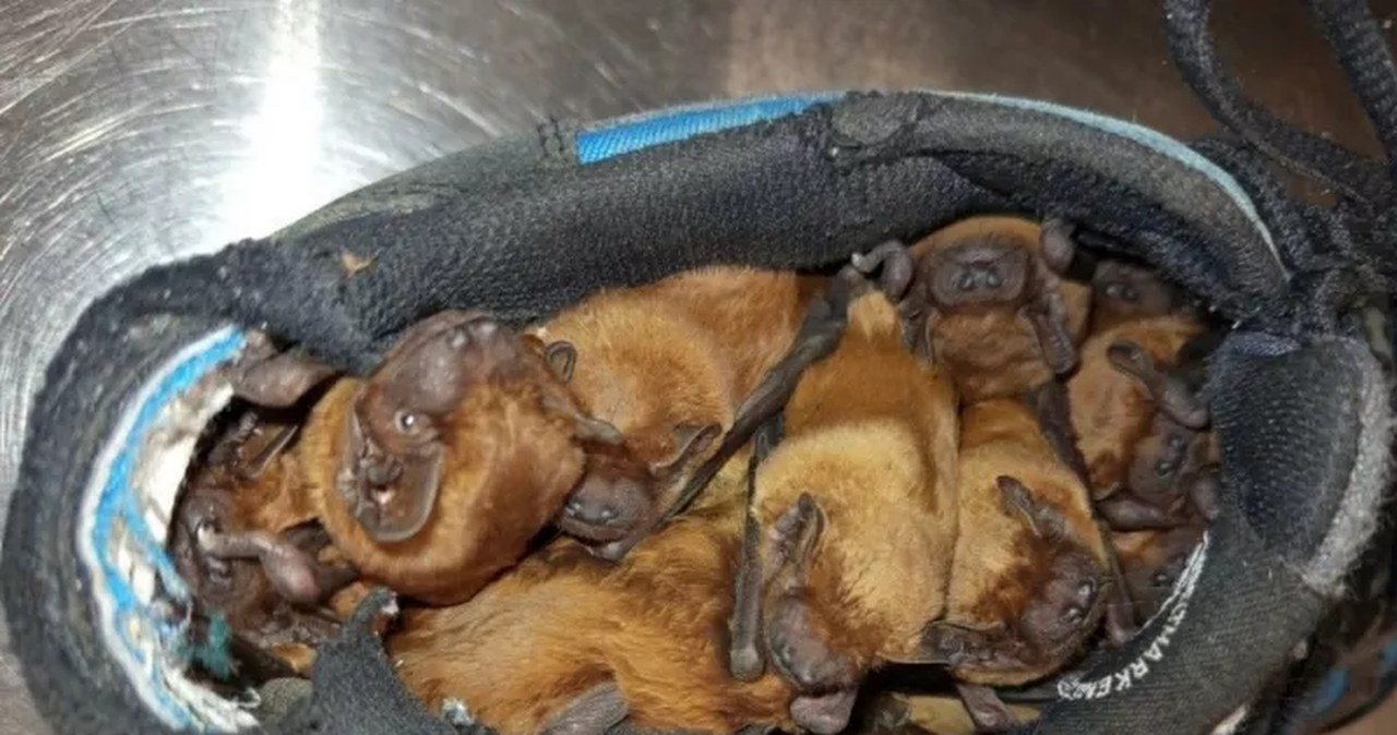 ​Nietoperze znalazły schronienie w... butach na balkonie