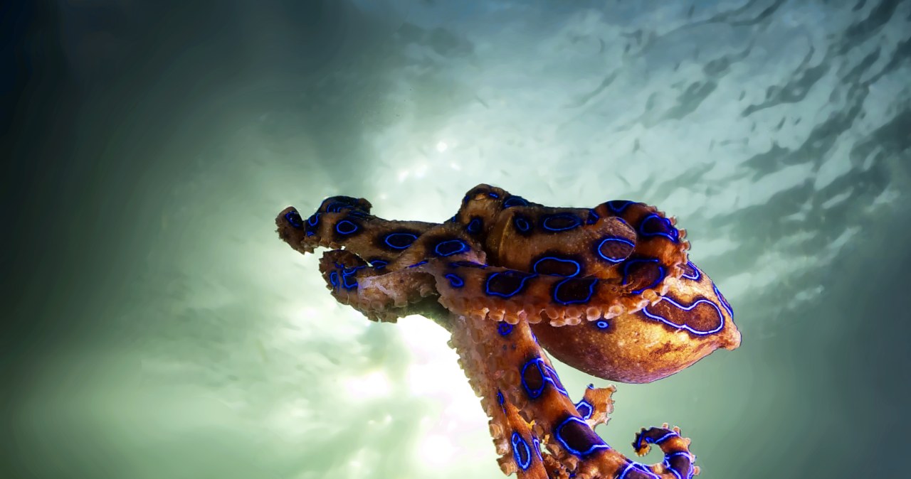 Trzymał śmierć w dłoniach! Nie wiedział, że to jedno z najbardziej jadowitych zwierząt świata