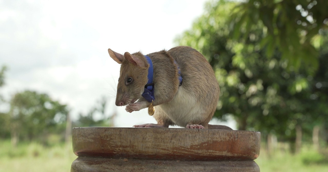 W Kambodży odsłonięto pomnik szczura. Gryzoń uratował setki istnień
