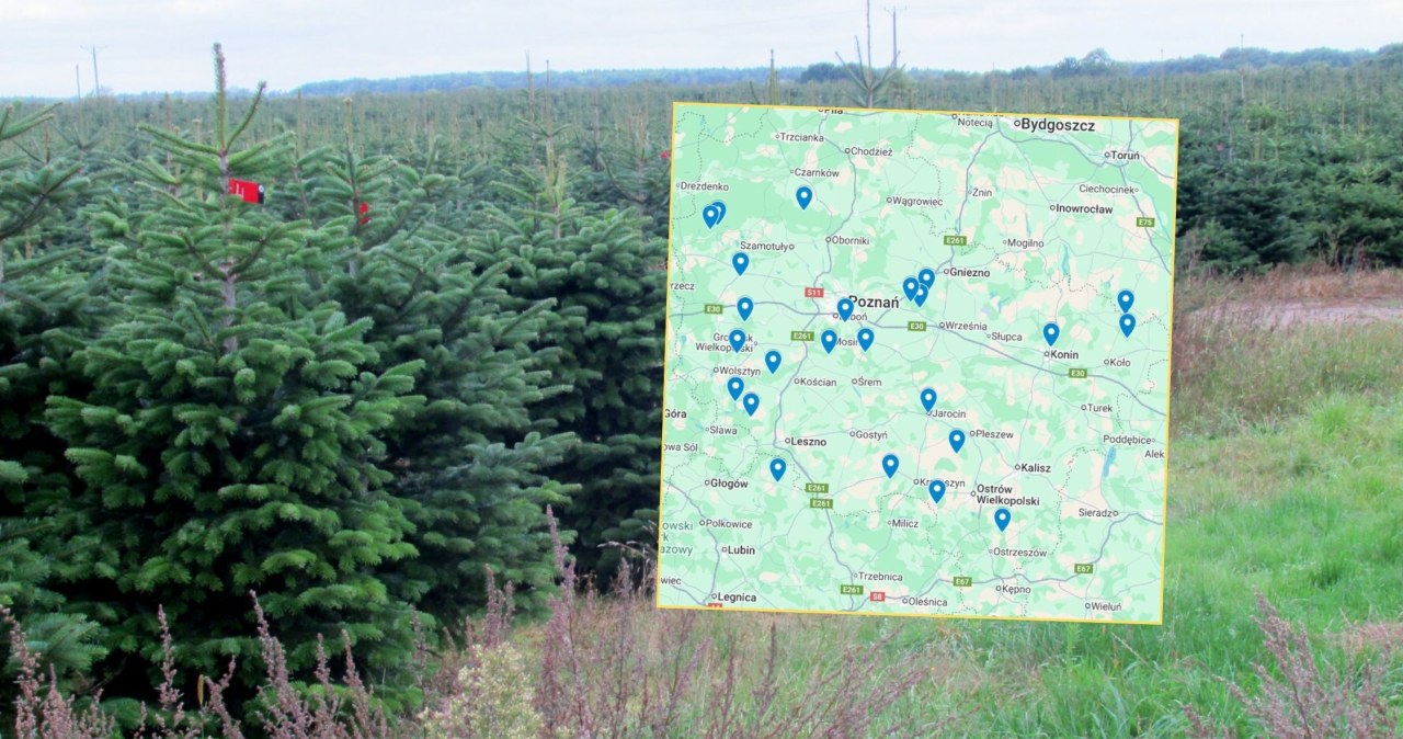Gdzie samodzielnie wyciąć choinkę? Jest mapa z lokalizacjami