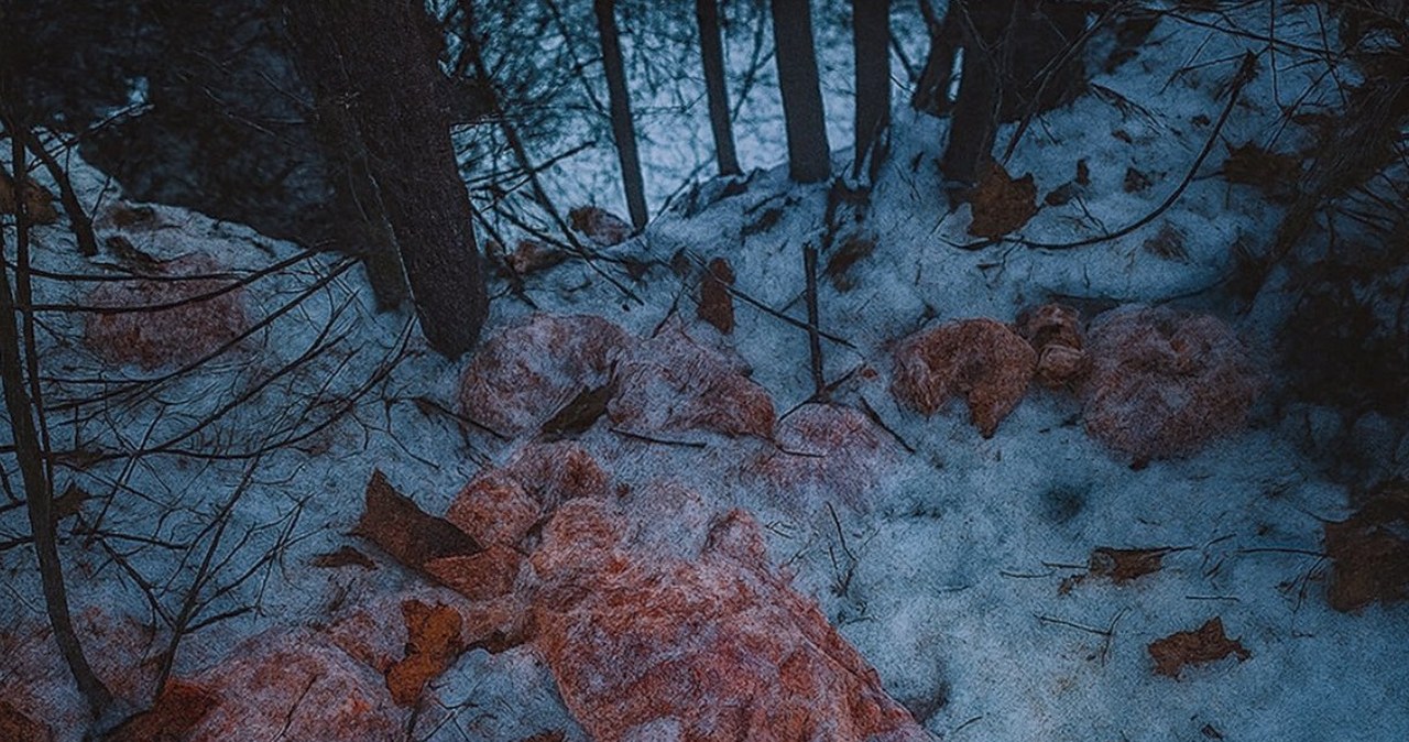 130 kilogramów mięsa w leśnym potoku. "Głupota i ignorancja"
