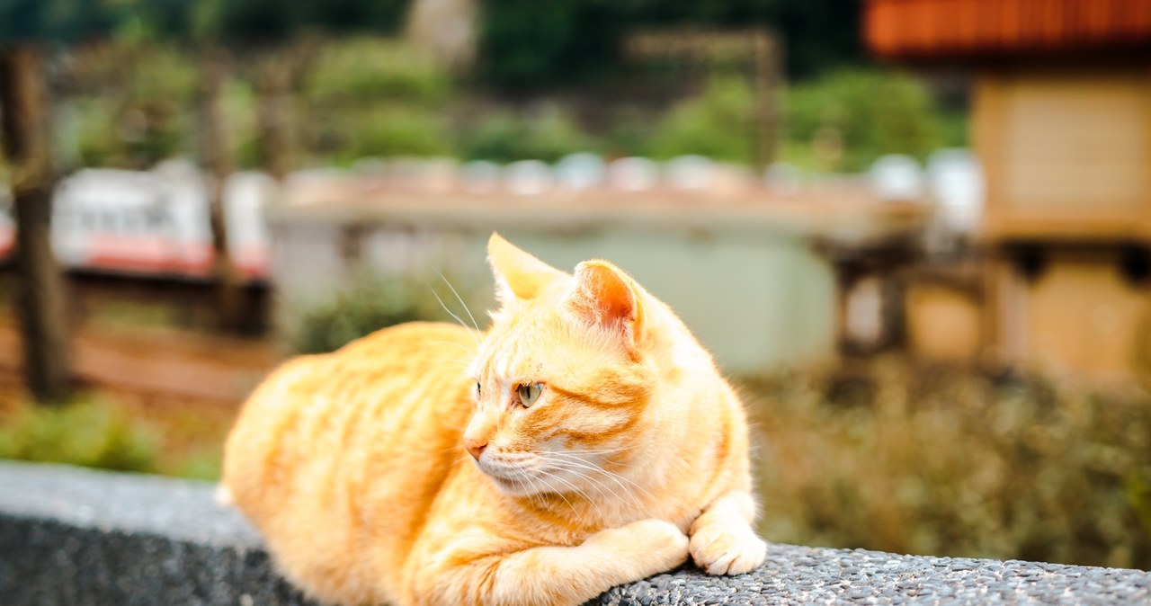 Ten kot nie chciał opuścić grobu swojego pana. Historia Garfielda wzrusza do łez