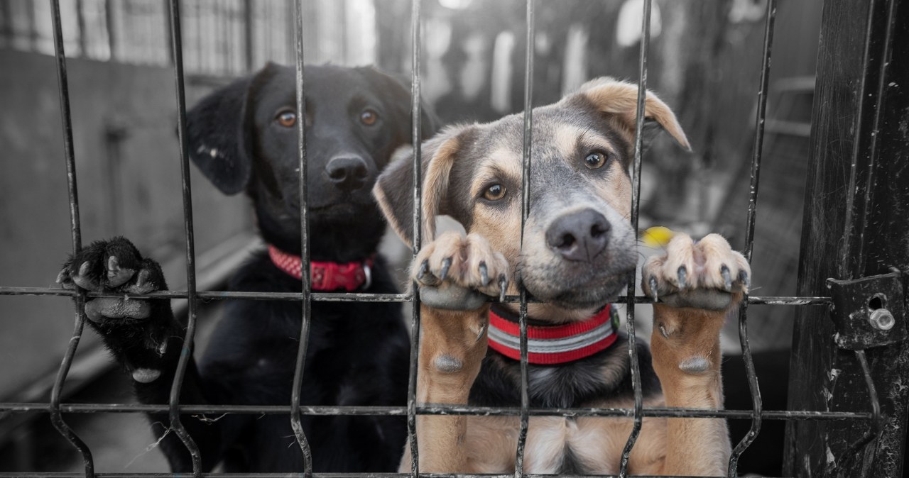Kolejne schronisko na Mazowszu zamknięte