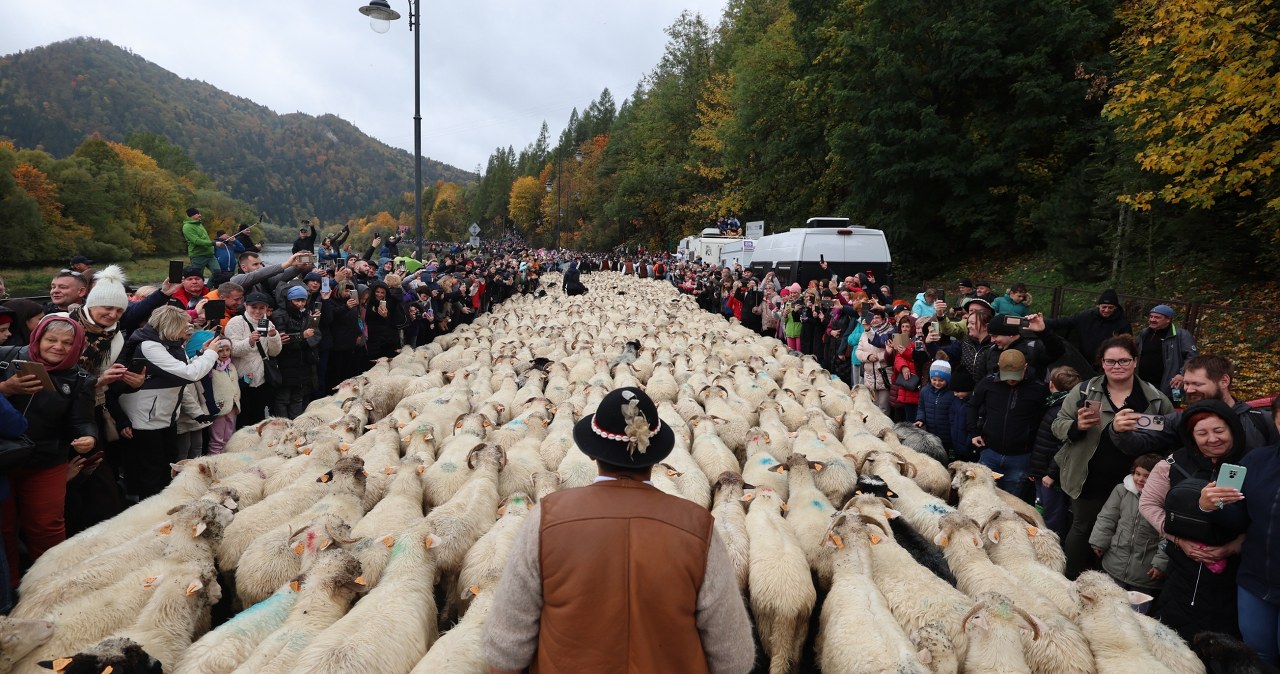 Szczawnica zaprasza na uroczysty redyk. Trzy dni świętowania tradycji