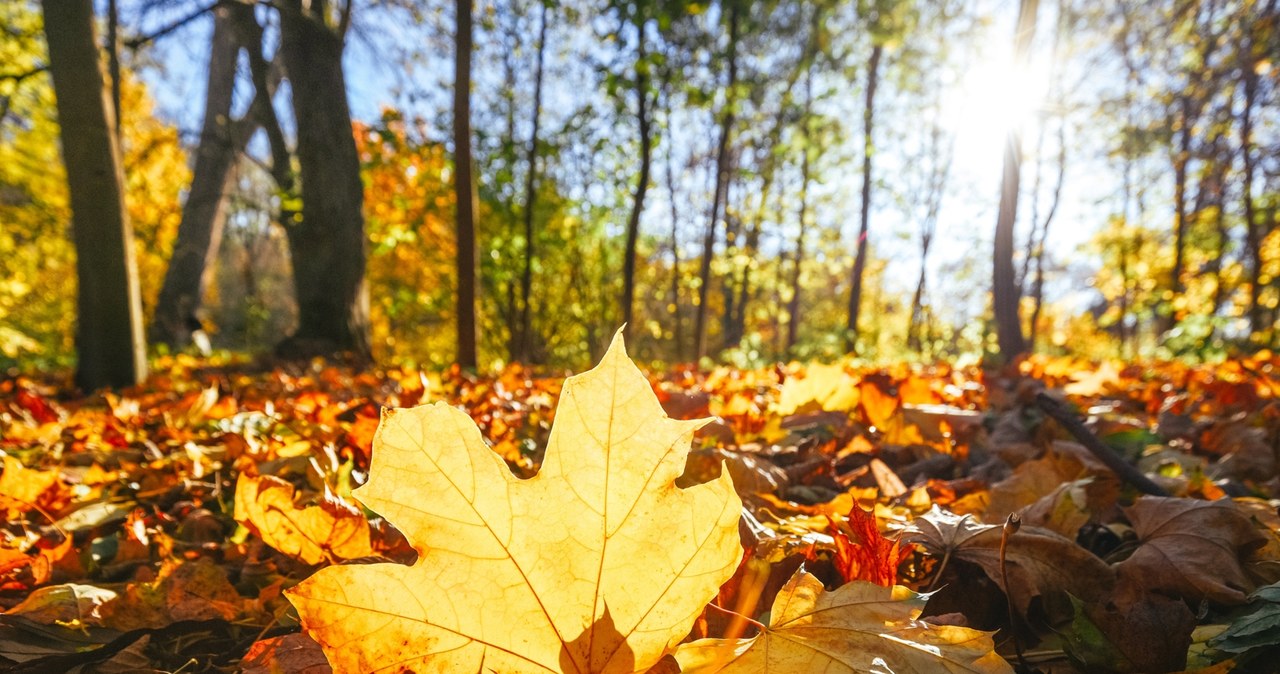 Wracają upały. Sprawdź prognozę pogody na ostatnie dni września