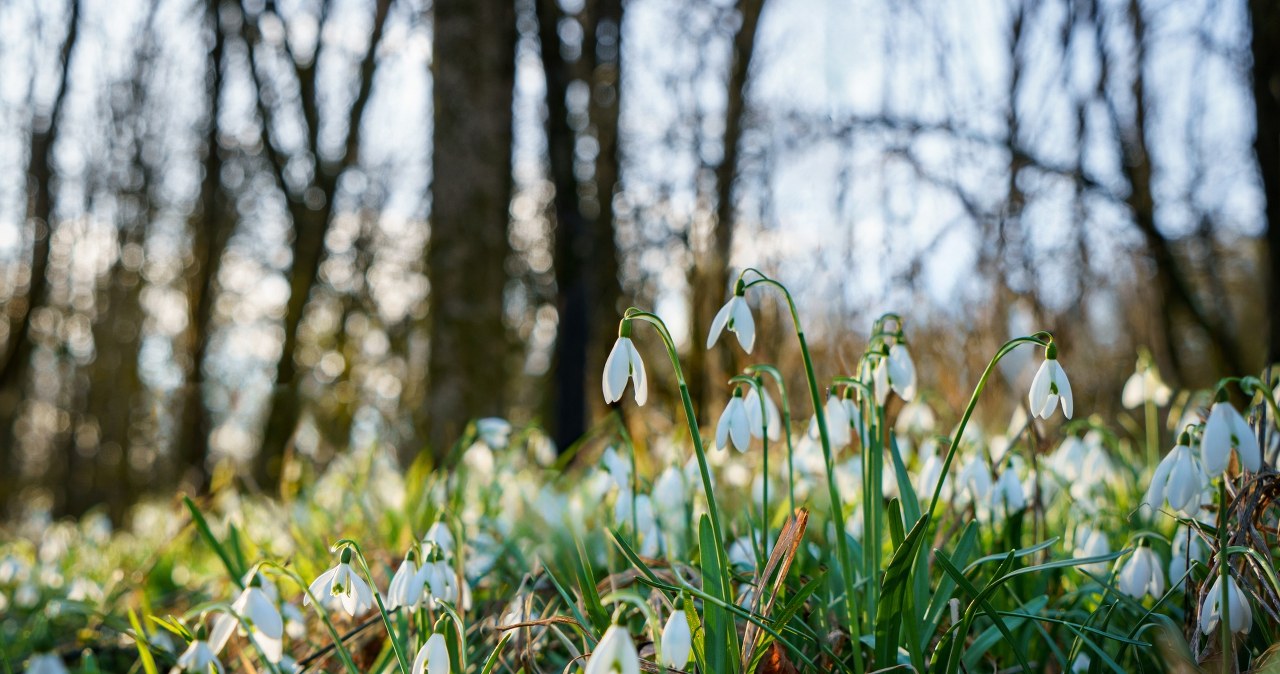 Wiosna przyszła szybciej, niż myślisz. Data, o której wielu zapomina
