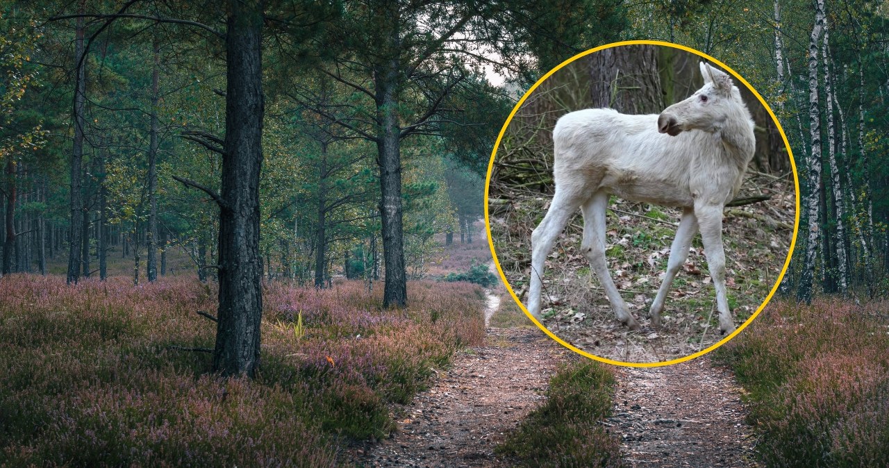 ​Wyjątkowy mieszkaniec parku narodowego. "Anomalia genetyczna"