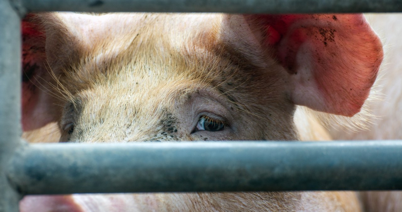 Tragedia w gospodarstwie: 7,5 tys. świń do wybicia