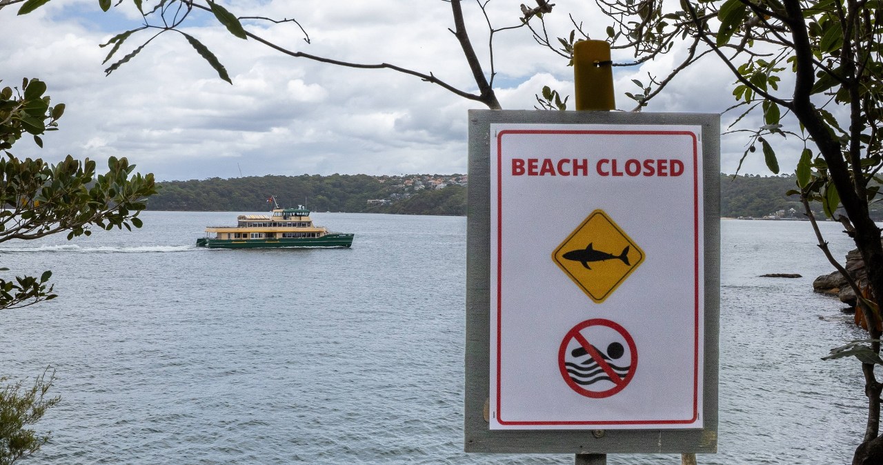 Kobieta w stanie krytycznym po ataku rekina w Sydney