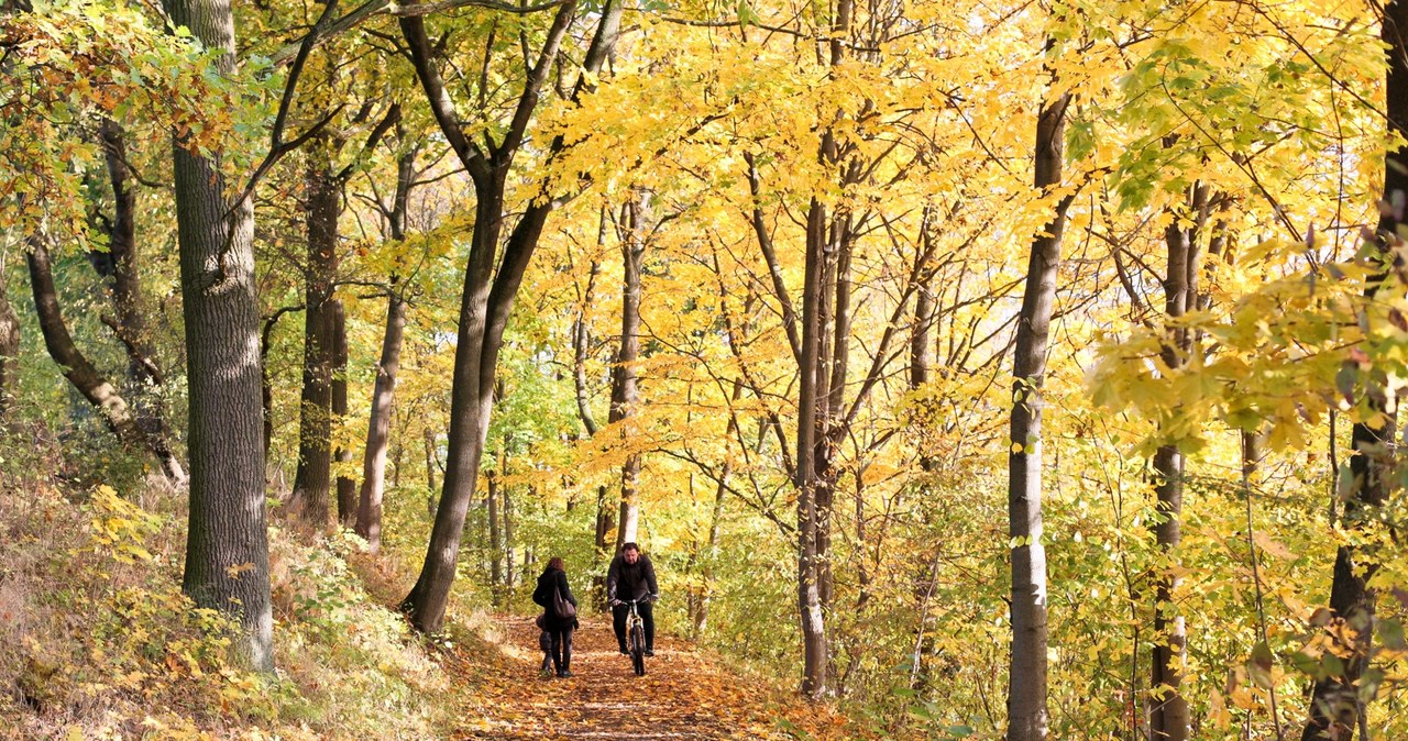 Jesienna szaruga odchodzi w niepamięć. Te prognozy Cię ucieszą