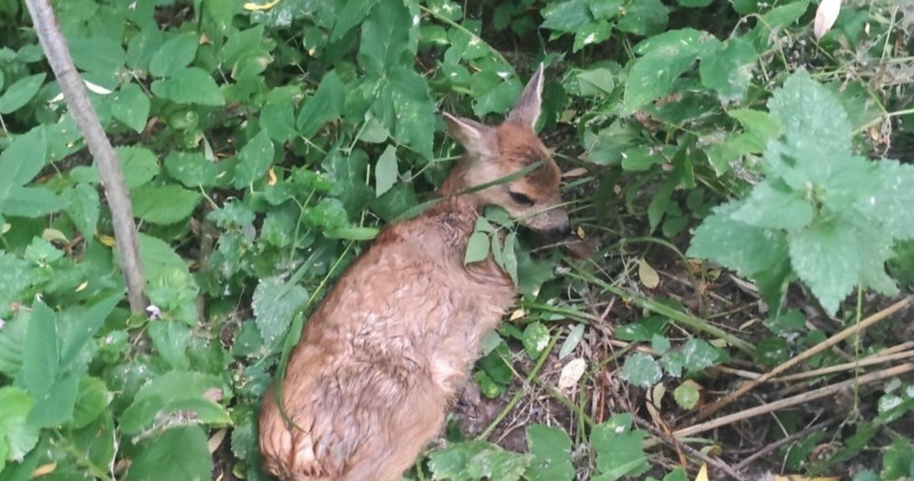 Uratowali sarenkę z opresji. Nietypowa interwencja policji