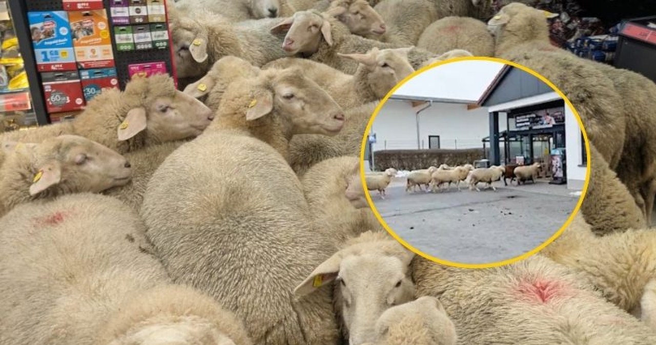 "Pewnie była promocja na płyn do prania wełny". "Szturm" 50 owiec na sklep w Bawarii
