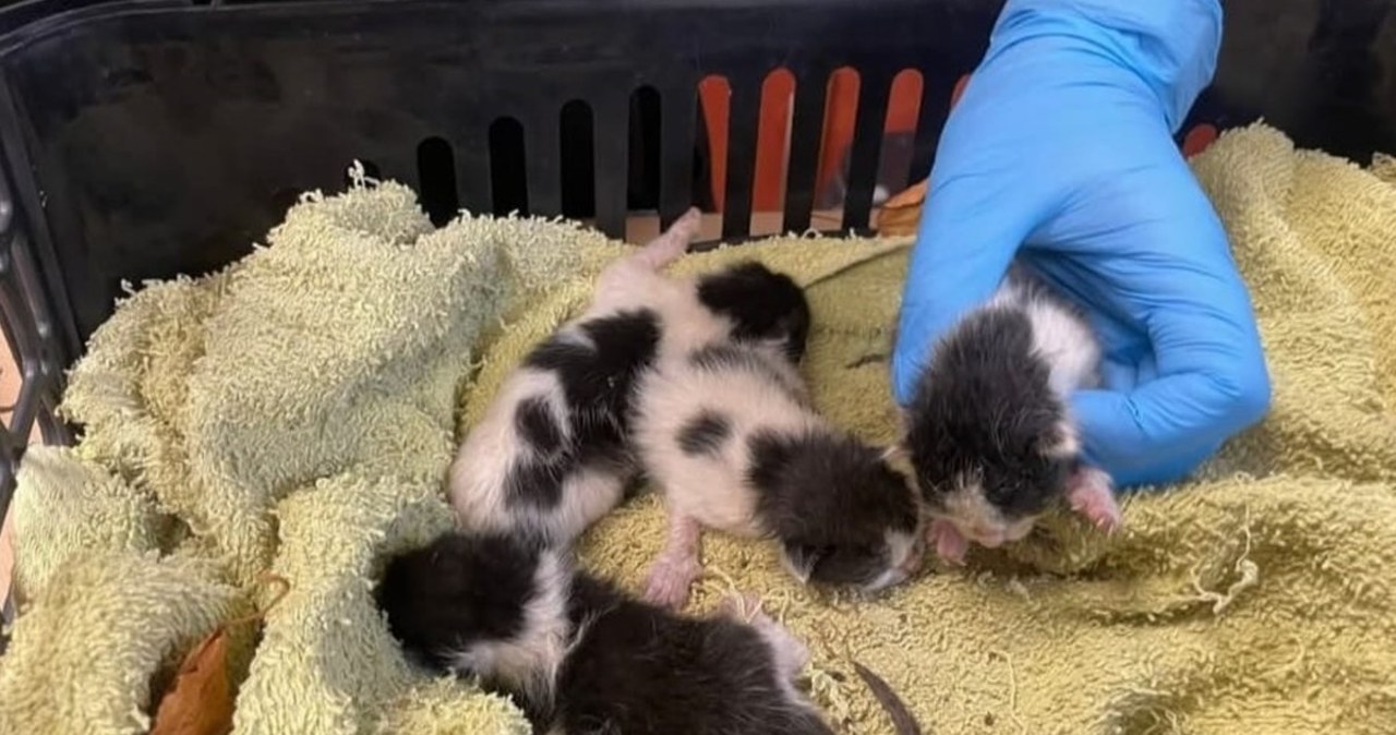 Kocięta wyrzucone w reklamówce do śmietnika. Uratowali je 12-latkowie