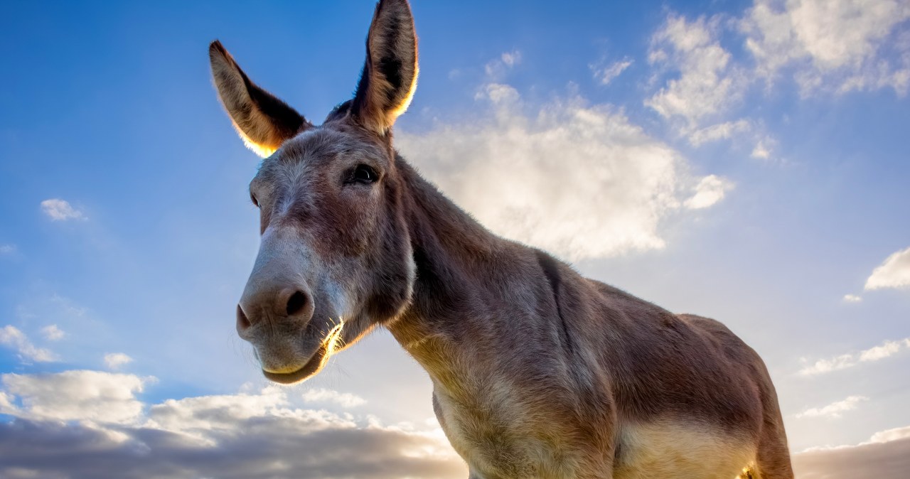 Jak osły zapobiegają pożarom? Oto brygada "pożarników"