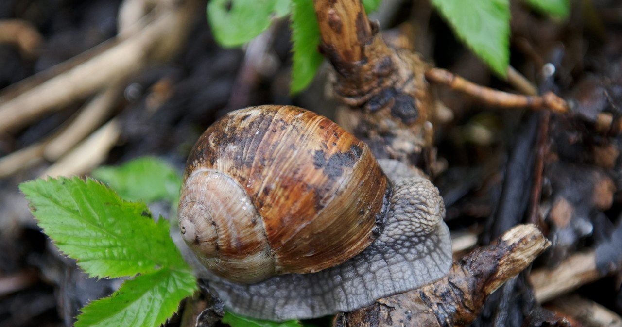 "Populacja jest osłabiona". Co ze zbiorem winniczków na Warmii i Mazurach?