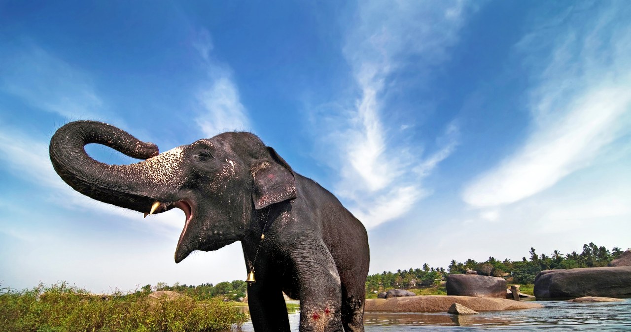 Słoń terroryzuje wioski w Indiach. Wiele ofiar, wśród nich dzieci