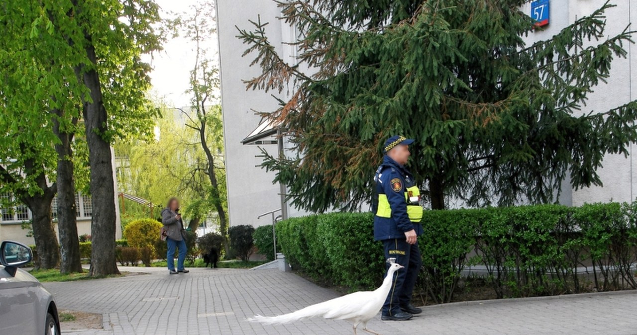 Uciekinier z Łazienek wstrzymał ruch. Konieczna była eskorta