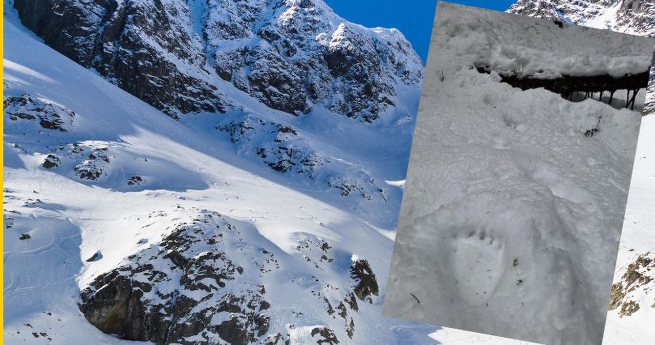 Tatrzańskie niedźwiedzie nie chcą spać. Na śniegu widać tropy